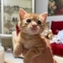 Sarı fırtına yuvasını arıyor fotoğraf