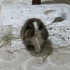Holland Lop Sahiplendirme fotoğraf