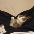 Holland Lop Sahiplendirme fotoğraf