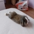 Holland Lop Sahiplendirme fotoğraf