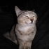 🐾 Yuva Arayan Minik Prenses: Pera 🐾 fotoğraf