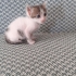 Minik, sevimli oğlan yuva arıyor fotoğraf