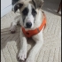 Acil yuva aranıyor fotoğraf