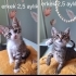Acil yuva aranıyor fotoğraf