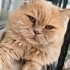 British Longhair icin acil yuva aranıyor! fotoğraf