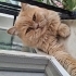 British Longhair icin acil yuva aranıyor! fotoğraf