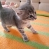 2aylık, erkek, oyuncu, gri renk fotoğraf