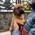 8 Mart doğumlu 4 erkek Labrador yavrusu fotoğraf