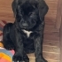 8 Mart doğumlu 4 erkek Labrador yavrusu fotoğraf