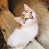 Annesiz kömürlukte yaşamaya çalışıyor fotoğraf