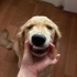 ÖMÜRLÜK YUVA ARANIYOR fotoğraf