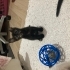 2 aylık tortie dişi kedi için yuva fotoğraf