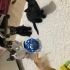 2 aylık tortie dişi kedi için yuva fotoğraf