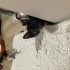 2 aylık tortie dişi kedi için yuva fotoğraf
