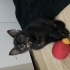 2 aylık tortie dişi kedi için yuva fotoğraf