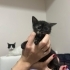 2 aylık tortie dişi kedi için yuva fotoğraf