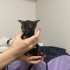 2 aylık tortie dişi kedi için yuva fotoğraf