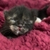 2 aylık tortie dişi kedi için yuva fotoğraf