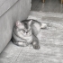 Sessiz sakin 1 yaşında British erkek kedi fotoğraf