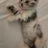 1,5 aylik dişi calico kedi yavrusu yuva ariyor fotoğraf