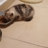 1,5 aylik dişi calico kedi yavrusu yuva ariyor fotoğraf