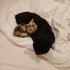 1,5 aylik dişi calico kedi yavrusu yuva ariyor fotoğraf