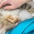 3 bacaklıyım sokakta yaşamak istemiyorum fotoğraf