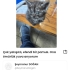 Sokaktan korumaya aldığı arkadaşımin, bu yakışıklı için acil yuva aranıyor fotoğraf