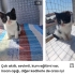 Güzel kız için acil yuva fotoğraf