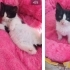 Güzel kız için acil yuva fotoğraf