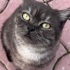 TERK EDİLEN KEDİŞE ÖMÜRLÜK YUVA ARIYORUZ fotoğraf