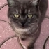 TERK EDİLEN KEDİŞE ÖMÜRLÜK YUVA ARIYORUZ fotoğraf