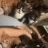 Acil yuva aranıyor fotoğraf