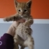 4 Haftalik Sıcacık Tüyleriyle Kalbine Dokunacak Minik Bir Bebek fotoğraf