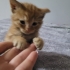 4 Haftalik Sıcacık Tüyleriyle Kalbine Dokunacak Minik Bir Bebek fotoğraf