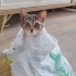 Tandi ile Bonita fotoğraf