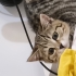 Tandi ile Bonita fotoğraf