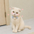 Ücretsiz sahiplenme Scottish fold acil yuva fotoğraf