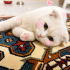 Ücretsiz sahiplenme Scottish fold acil yuva fotoğraf