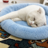 Ücretsiz sahiplenme Scottish fold acil yuva fotoğraf