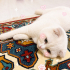 Ücretsiz sahiplenme Scottish fold acil yuva fotoğraf