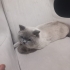 9 aylık Erkek British Shorthair fotoğraf