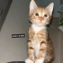 Acil yuva aranıyor fotoğraf