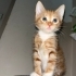Acil yuva aranıyor fotoğraf
