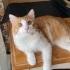 Acil yuva aranıyor fotoğraf