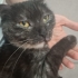 Dünyanın en uysal kedisi scottish fold fotoğraf