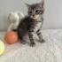 Minik tatlı yavrumuz fotoğraf