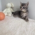 Minik tatlı yavrumuz fotoğraf