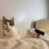 Tatlı ve oyuncu kedimiz fotoğraf