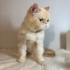 Yakışıklı ve tatlı kedimiz fotoğraf